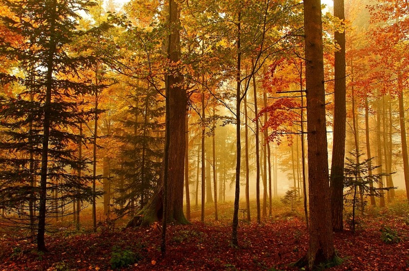 Forest in autumn with red leaves on the trees