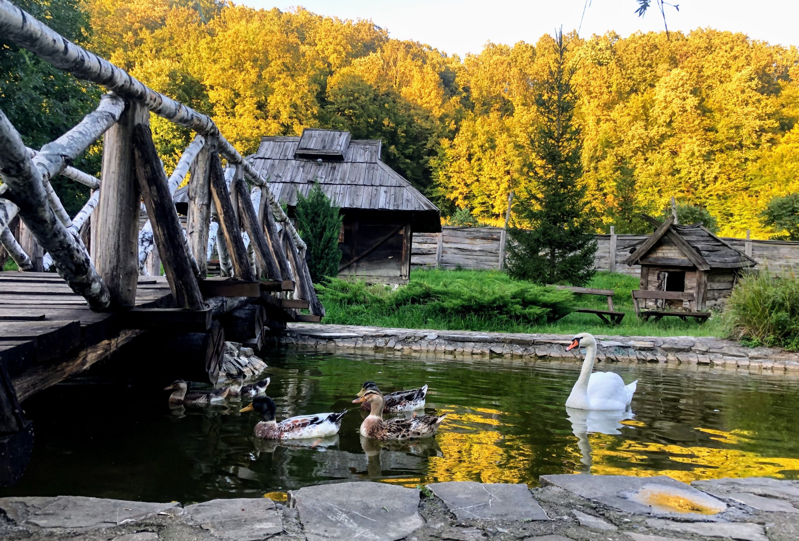 Wooden bridge over lake surrounded by trees and ducks