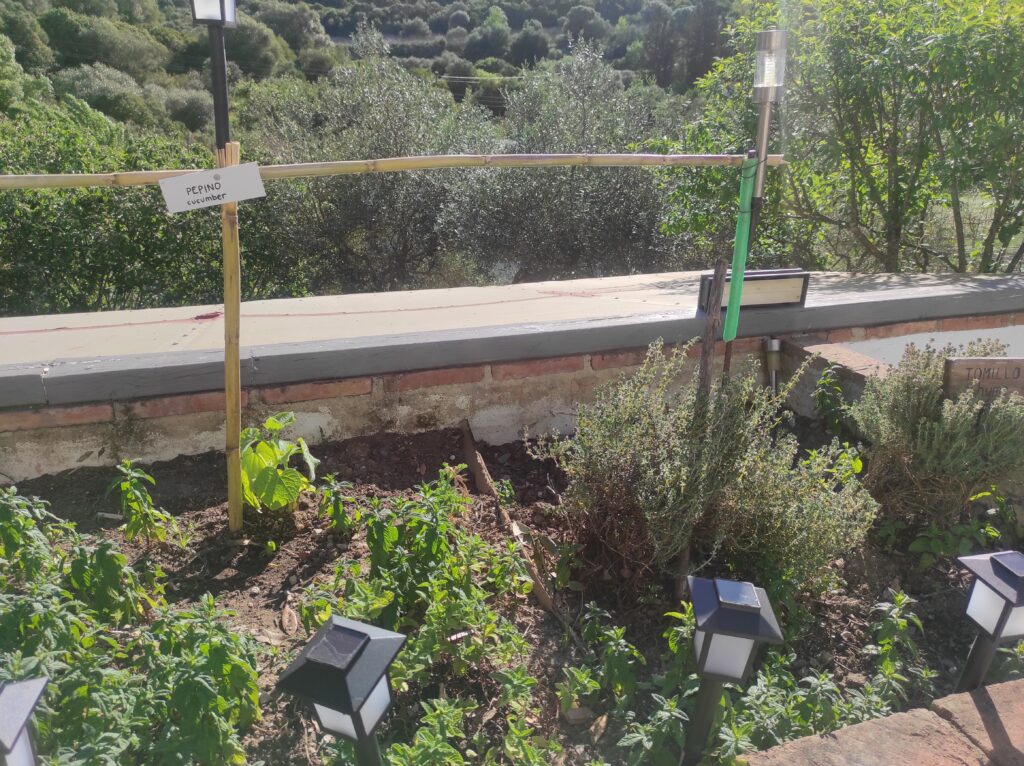 Herbs growing in the ground