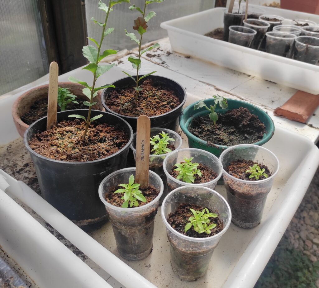 Recycled plastic cups being used to grow plants in greenhouse