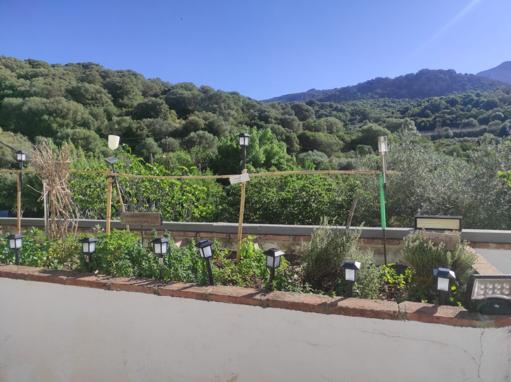 Plants growing in front of mountain view