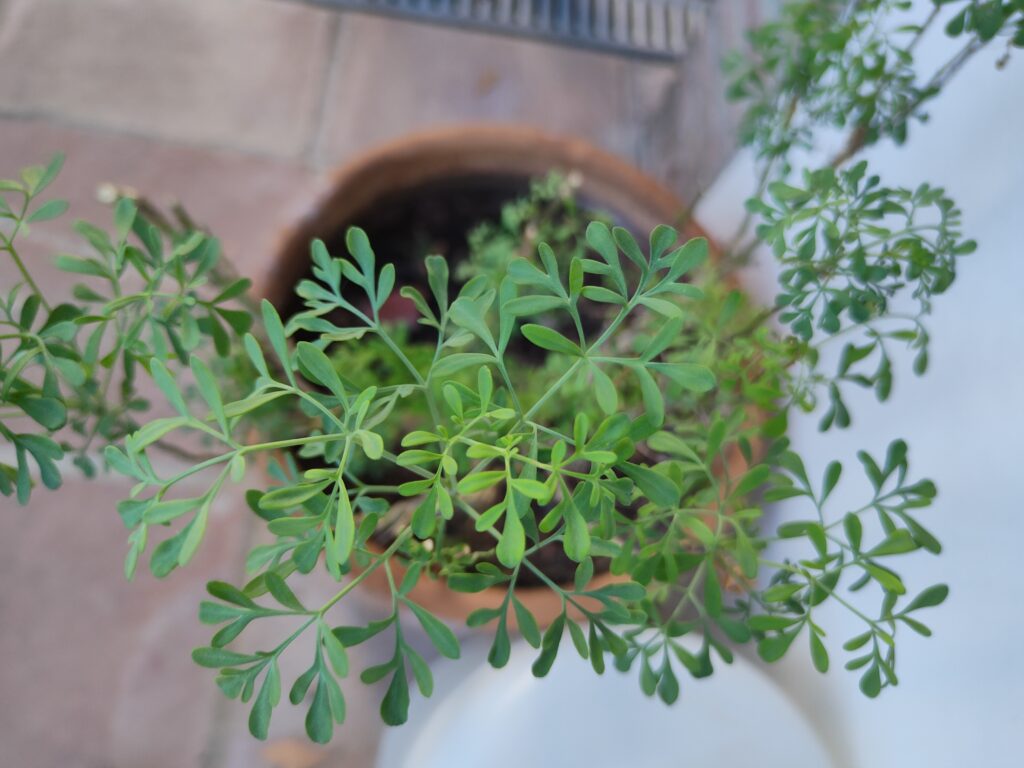 Overhead shot of herb growing in plant pot