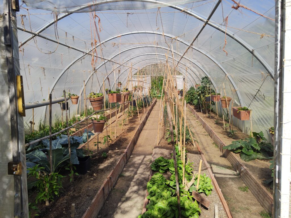 Inside view of greenhouse at a farm